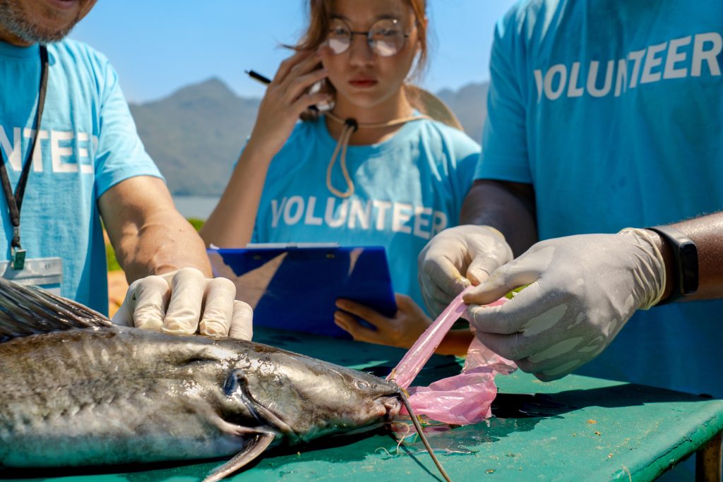 LOW iStock 1481684284 fish ingested plastics copy