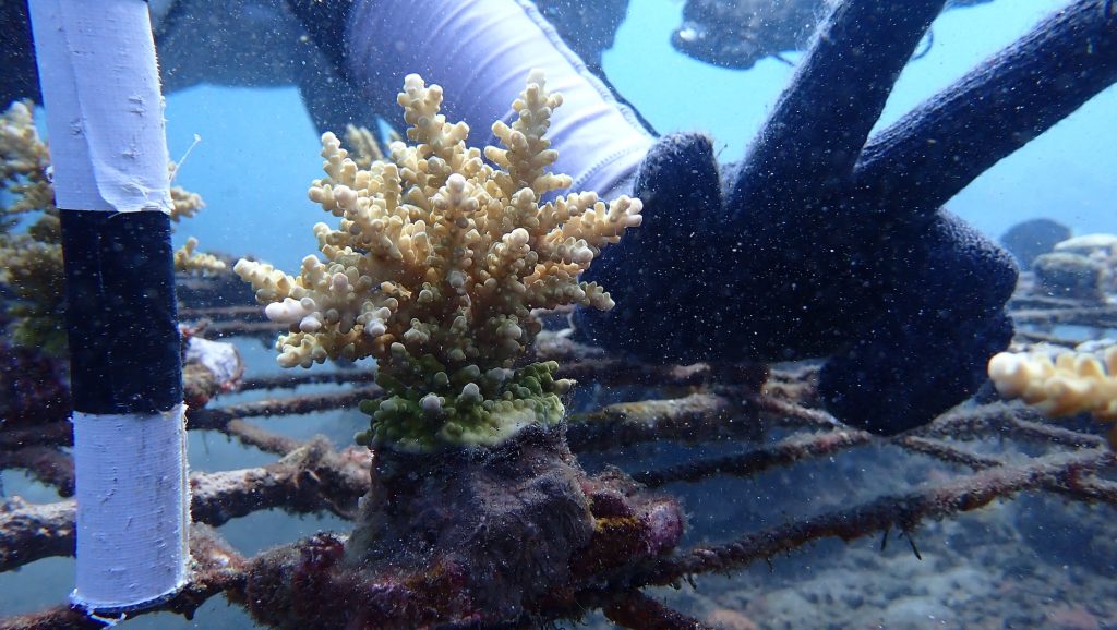 EAST KOMANG 9M A8 SIDE Branching acropora coral fragment being nurtured in nursery table in Les Village PHOTO Low Liong Leong–LOW