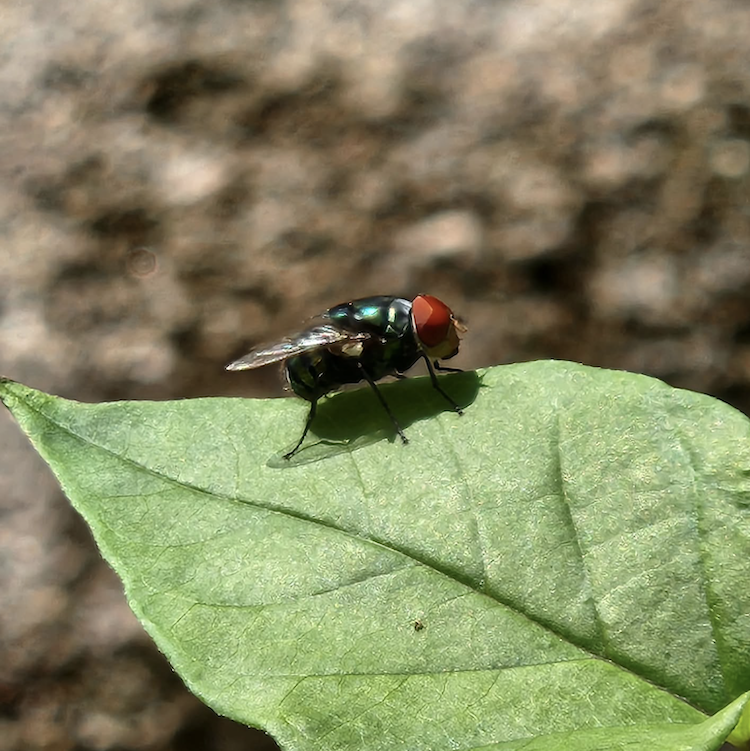 Oriental blue fly Chrysomya megacephala PHOTO CREDIT Woodlands Botanical Garden LOW