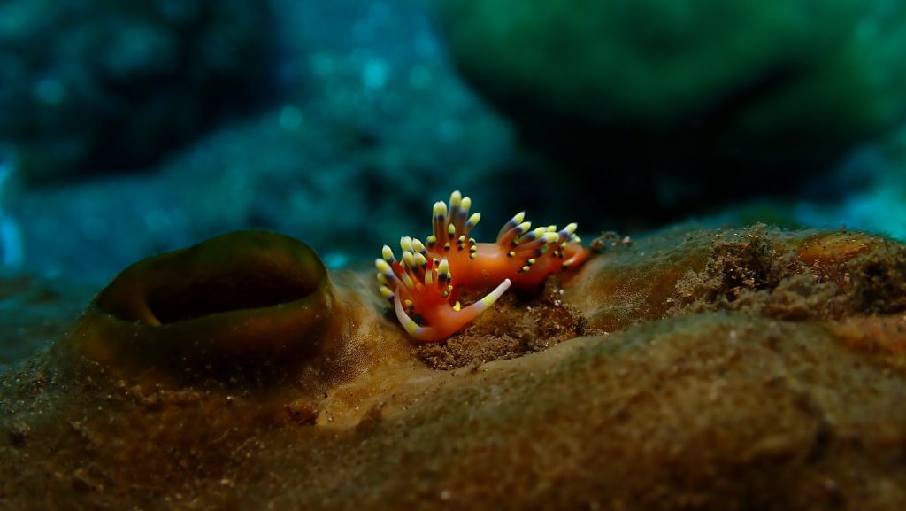 P7297404 an orange nudibranch spotted on a sponge on the way to the survey site Les Village east entry point PHOTO Low Liong Leong—LOW