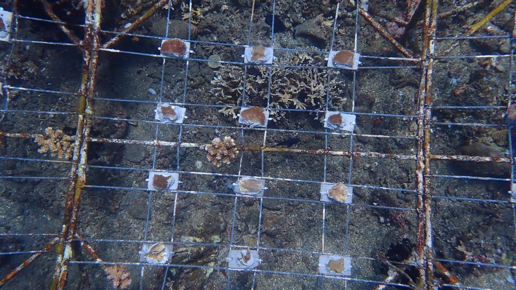 P7297422 one third of a coral nursery table featuring massive coral fragments attached to rectangular substrates held together with EKA glue PHOTO Low Liong Leong—LOW