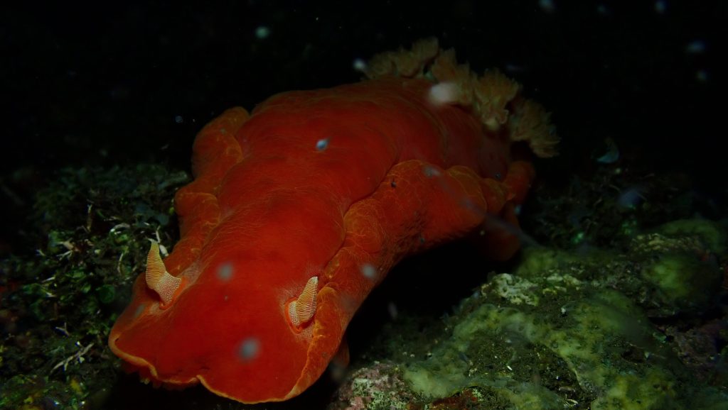 P7297609 Spanish dancer nudibranch a giant sea slug found roaming around during a night dive in Les village west entry point PHOTO Low Liong Leong—LOW