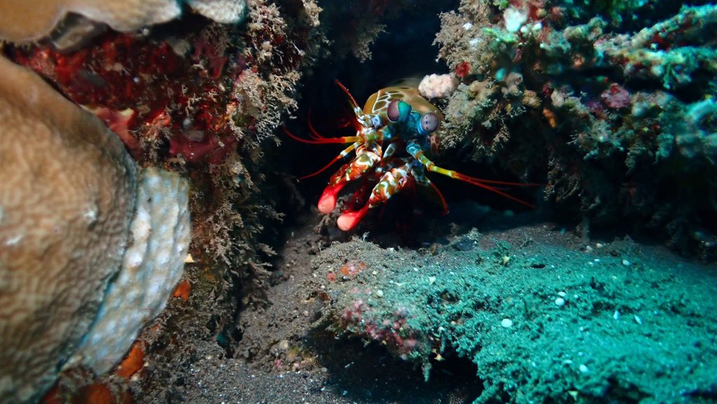 P7307717 Peacock mantis shrimp in Les Village PHOTO Low Liong Leong—LOW