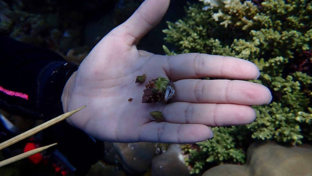 P7317897 Liong Leongs palm holding numerous drupella snails removing invasive coral eating snails and noting the numbers PHOTO Anten—LOW