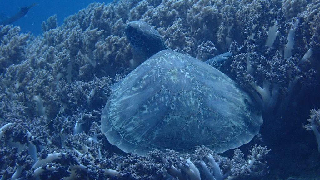 P7317914 Hawksbill turtle resting in Soft coral field in Les village east entry point PHOTO Anten—LOW