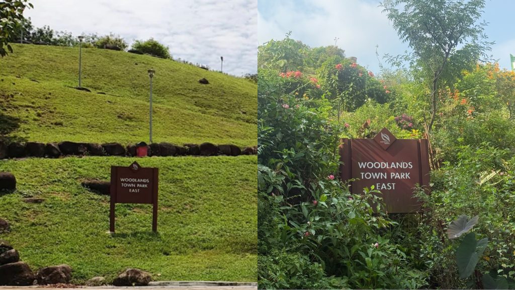 The slope in Woodlands before it became a garden PHOTO CREDIT Woodlands Botanical Garden LOW