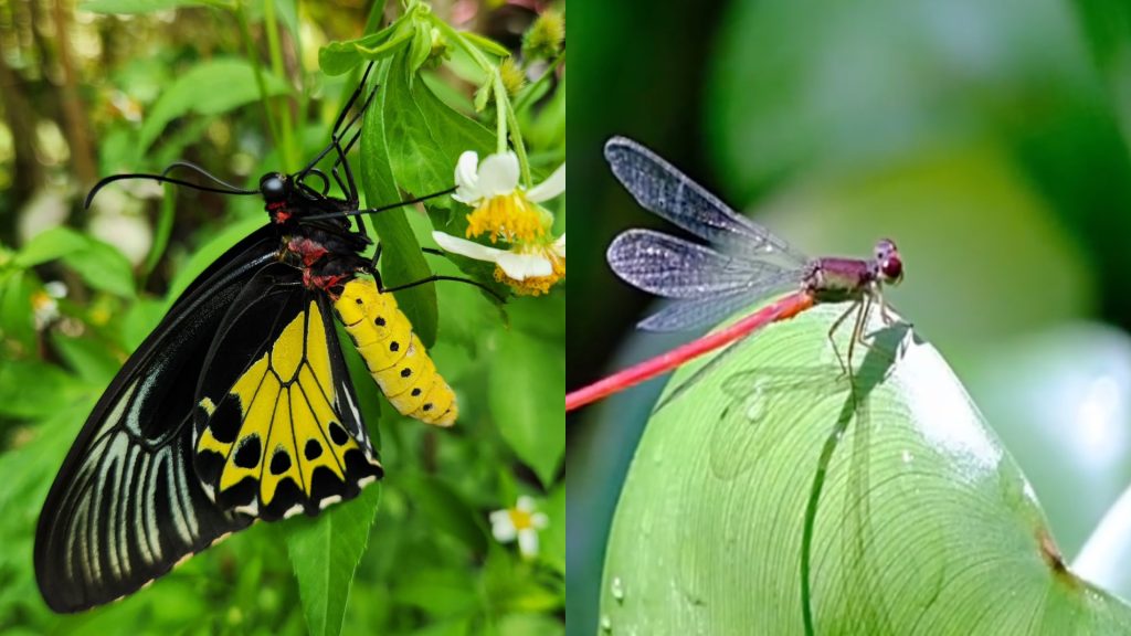 butterfly and dragonfly at Woodlands Botanical Garden PHOTO CREDIT Woodlands Botanical Garden LOW