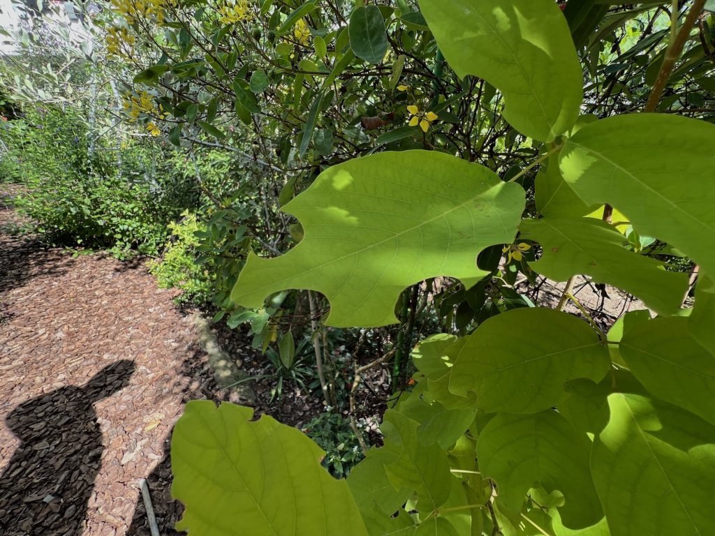 dendrolobium umbellatum eaten by leaf cutter bees–landscape–IMG 9841 4 LOW