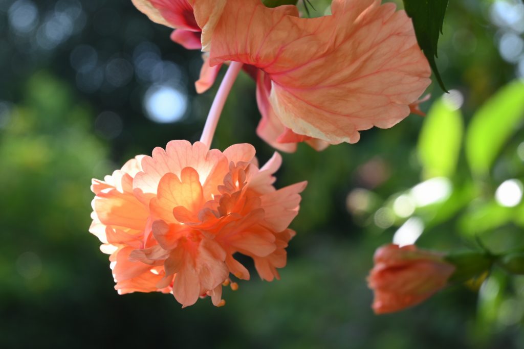 hibiscus landscape DSC 1192 LOW