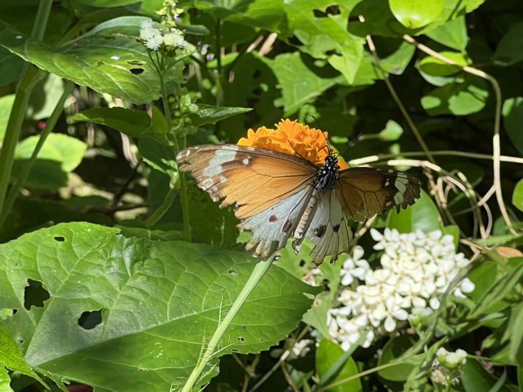 marigold and Plain Tiger butterfly landscape IMG 9864 4 LOW