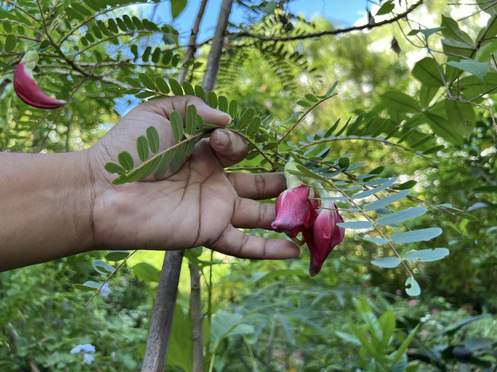 sesbania grandiflora or hummingbird flower–IMG 9617 3 LOW 1