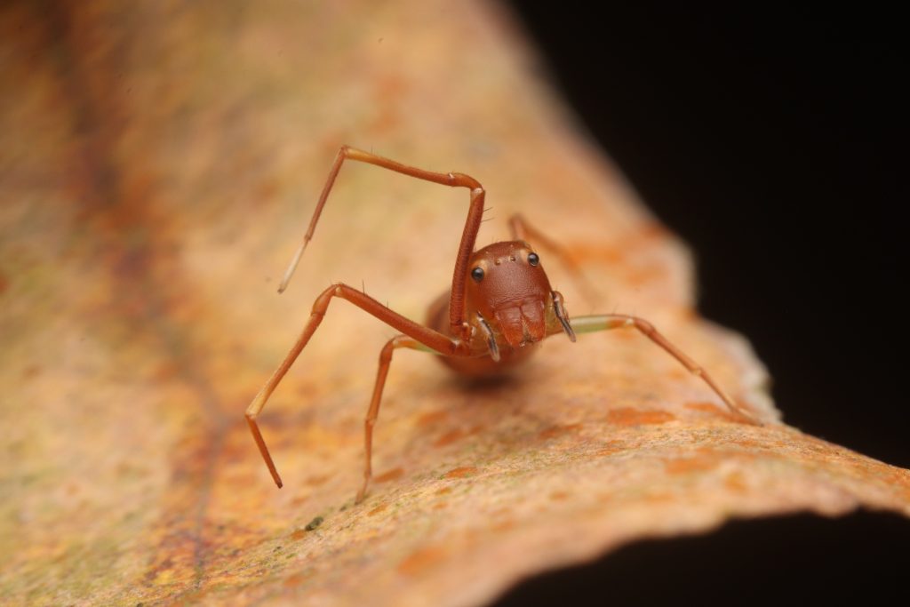 Ant mimicking Crab Spider LOW