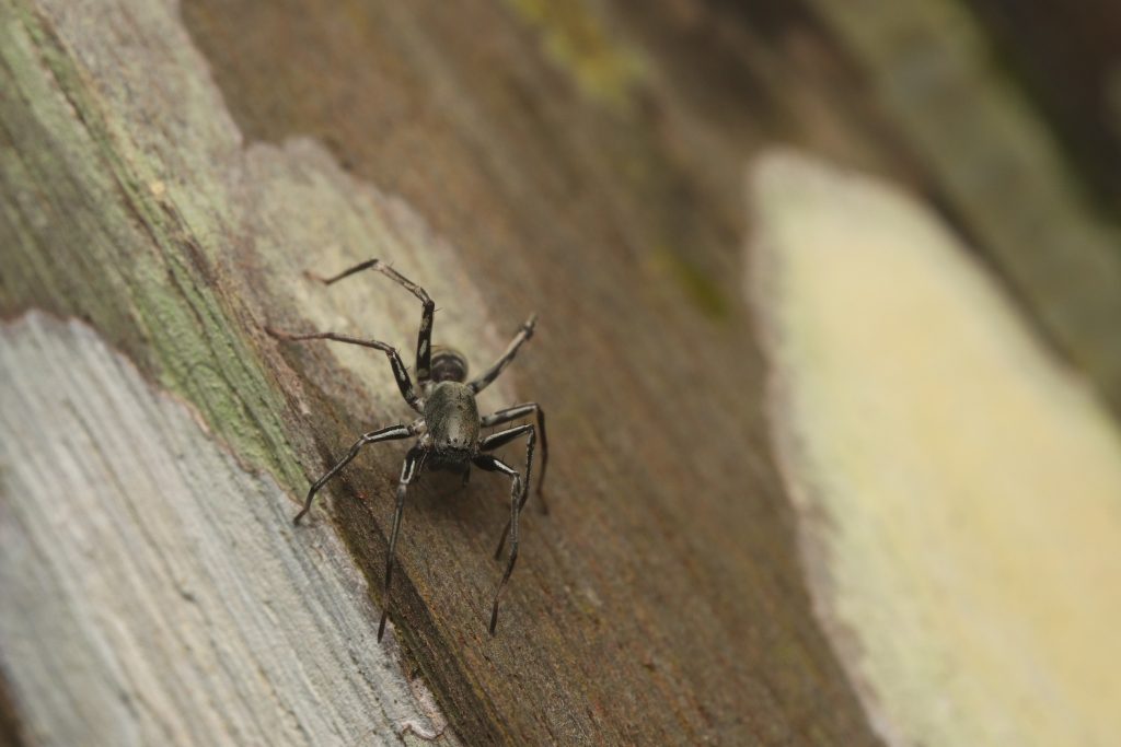 Corinnomma severum LOW
