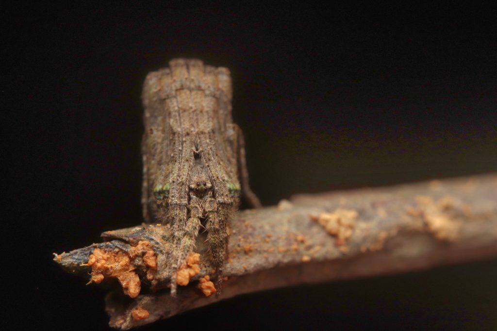 Twig mimic Cephylonotus sp. LOW