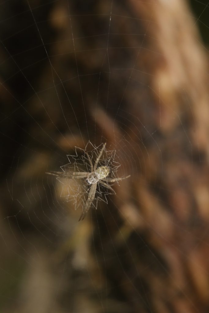 Argiope sp. LOW