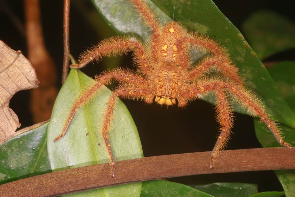 Heteropoda davidbowie LOW