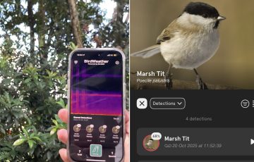 Picture of the Bird Weather app analysing audio from the environment left. The app also provides information on the logged bird for users to learn more. PHOTO Ashley Tham