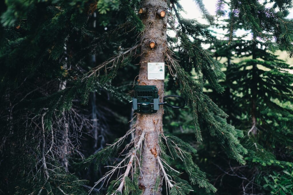camera trap–Pexels Ali Kazal–lureofadventure 33310474–A forest camera is mounted on a tree in Jasper Canada
